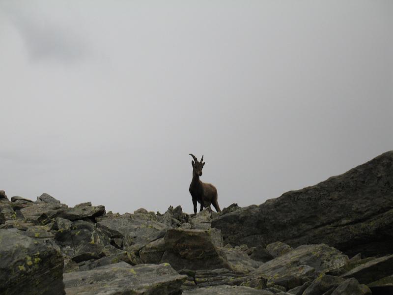 20080726_adula_michi 033.jpg - We're not the only ones already awake.